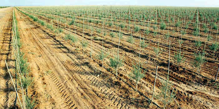 بطاقة 16.7 مليون طن.. «جيبكا»: 