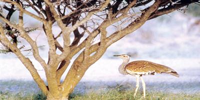 تسجيل جديد لطائر الحبرو العربي في محمية جزر فرسان 