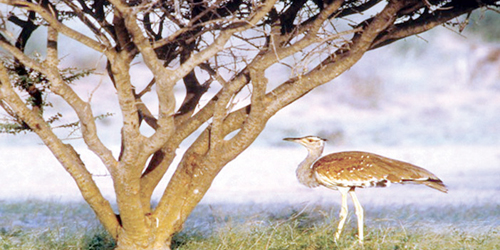 تسجيل جديد لطائر الحبرو العربي في محمية جزر فرسان