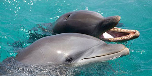 باحثون ينجحون في تسجيل «حوار الدلافين» 