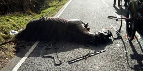 حصان يتسبب في مقتل 12 شخصا 