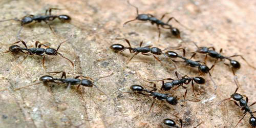 هل يمكن أن يشكل النمل حلاً لأزمة المضادات الحيوية؟ 