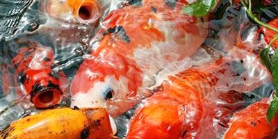 حظر استيراد أسماك المبروك الحية 