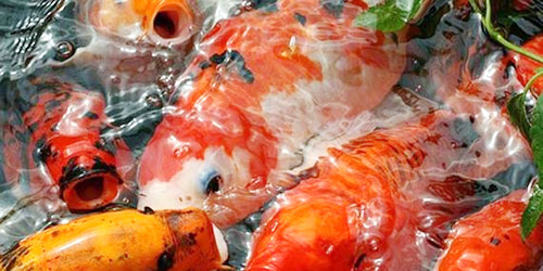حظر استيراد أسماك المبروك الحية 