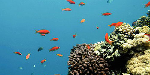 استعراض إنتاجية مشروعات الاستزراع المائي بالرياض 