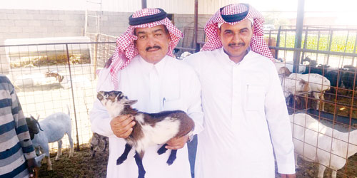   مزرعة الصالحي بالقصيم وبعض الحيوانات التي حولها إلى سلالات إنتاج