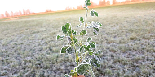  طبرجل كما بدت يوم أمس