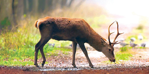 شاهد الأيل من سريرك في برج بغابة بالنرويج 