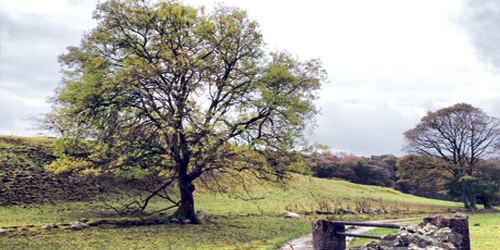  تصوير - خلود العيدان