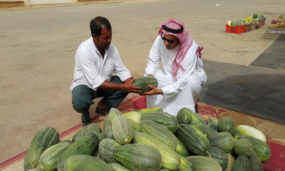 )الجِرْوُ (فاكهة كبار السن