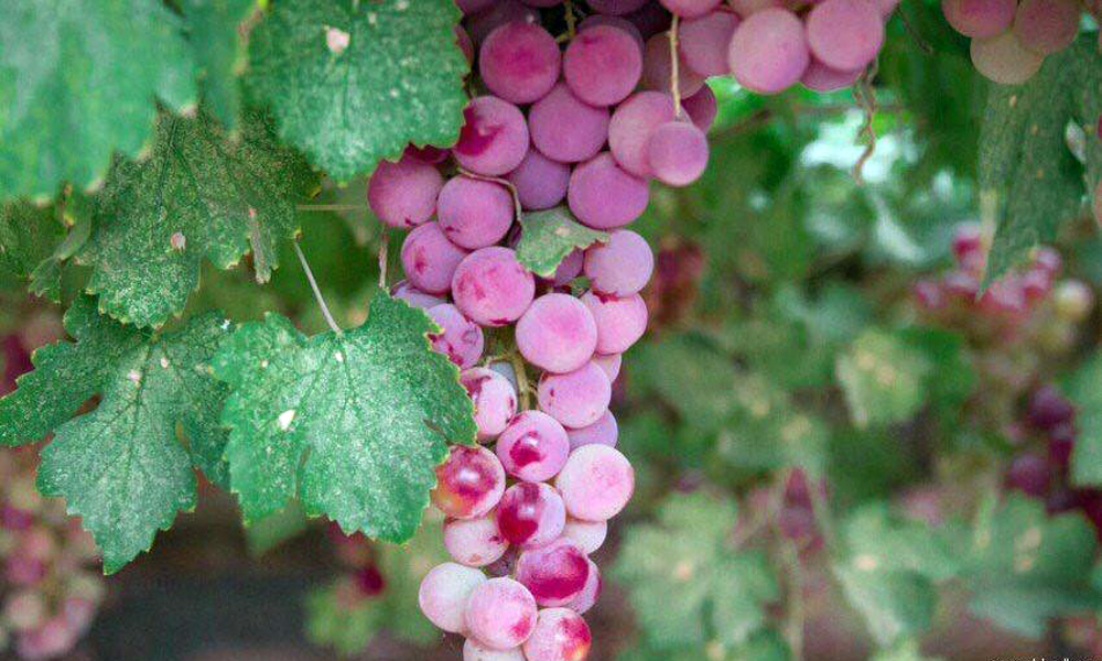 أكثر من 1000 طن من العنب تنتجه مزارع بني سعد