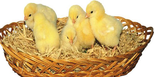 مطعم يقدم وجباته لزبائنه وسط «الكتاكيت» 