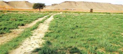 ضرماء.. حيث جودة الزرع وطيب الهواء 