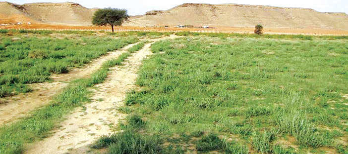 ضرماء.. حيث جودة الزرع وطيب الهواء 