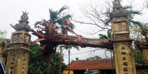 بيع شجرة نادرة مقابل أكثر من مليون دولار 