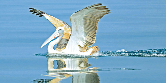 «البِرك».. جزر سعودية توسدت البحر الأحمر بطبيعتها الساحرة 