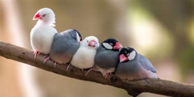 نقل أماكن أذونات استيراد الطيور إلى 3 مناطق 