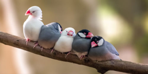 نقل أماكن أذونات استيراد الطيور إلى 3 مناطق 