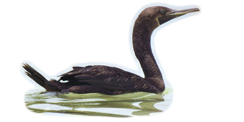  الغاق السقطري