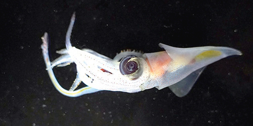 سمكة بلا وجه وكائنات أخرى غريبة الأطوار بأعماق المحيط السحيقة 