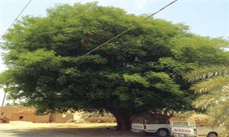 وفاة صاحب أكبر شجرة لبخ في نجد