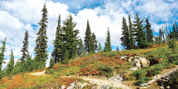 في الحُلمِ متّسعٌ.. 