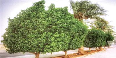 أمانة منطقة الرياض تمنع قص الأشجار 