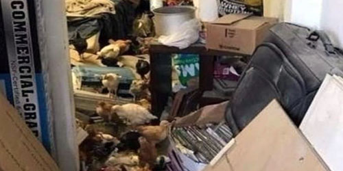 العثور على أكثر من 2000 حيوان في مستودع بكاليفورنيا 