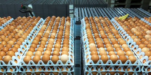 فضيحة البيض الملوث الأوروبي تتصاعد 