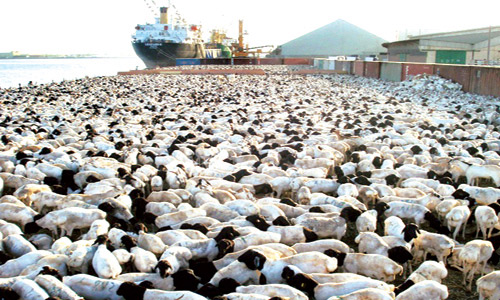  عدد رؤوس الماشية التي تستوردها المملكة سنوياً لا يقل عن 10 ملايين