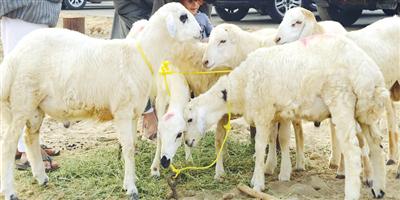 سوق الأضاحي في المملكة يقدر بـ(1.7) مليون رأس خلال 4 أيام 