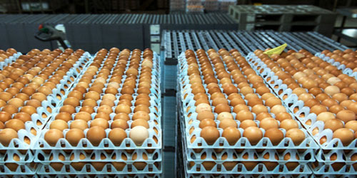 40 دولة تأثرت بفضيحة البيض الملوث 