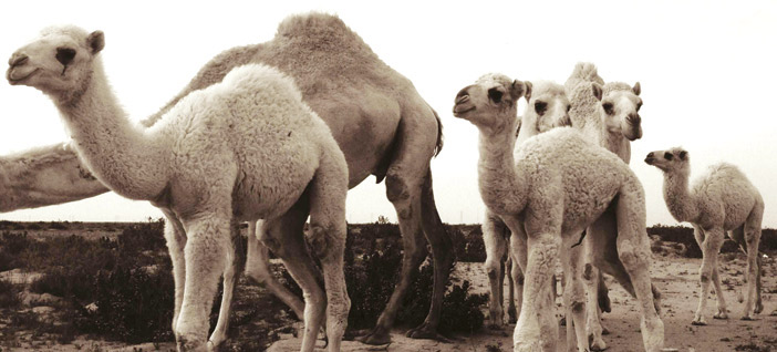 عدسة عبدالرحمن الدايل 