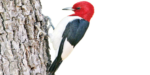 ما لا تعرفه عن «نقار الخشب» المزعج 