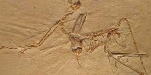 اكتشاف أقدم أحفورة لكائنات ما زالت على قيد الحياة 