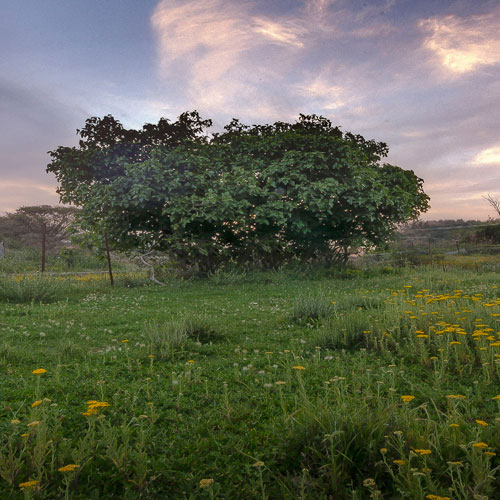 عدسة - رائد عبدالله الزهراني 