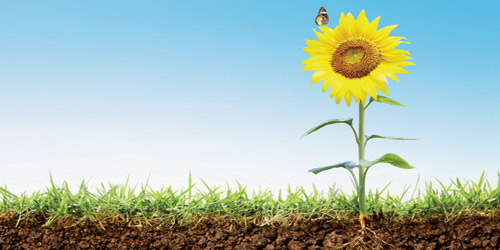 الحرية العاطفية 