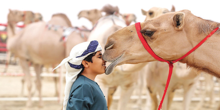 التودد الإماراتي للجمل بعروض مهرجان «مزايين الظفرة» 