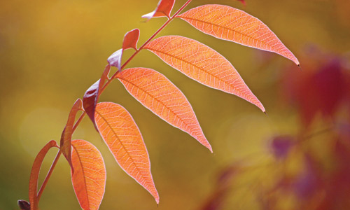 عدسة: الثقافية 