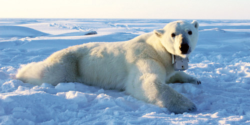 ذوبان جليد القطب الشمالي يهدد حياة الدببة القطبية 