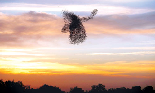 مجموعة من الطيور المهاجرة تشكل لوحة تشبه الطائر 