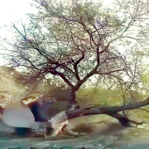   إزالة الشجر التي يمارَس حولها الشركيات