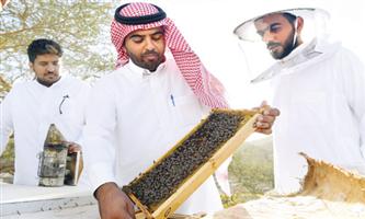 ضوابط وإجراءات جديدة لتراخيص مواقع خلايا إنتاج العسل في المملكة 