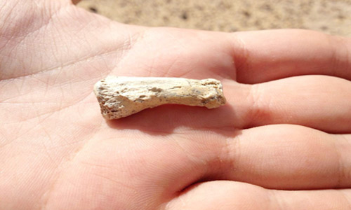 إنسان الجزيرة.. اكتشاف إصبع عمرها 85 ألف عام 