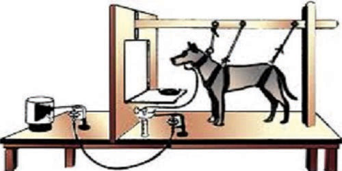  نظرية الانعكاس الشرطي