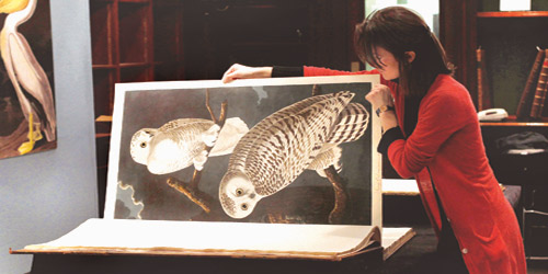 بيع نسخة نادرة من (طيور أمريكا) بـ(9.6) مليون دولار 