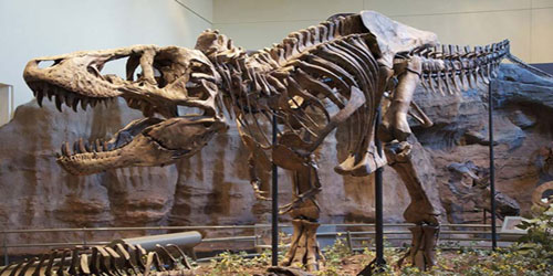 اكتشاف بقايا أقدم ديناصور عملاق عاش قبل 210 ملايين عام 