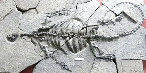 اكتشاف حفرية لسلحفاة عمرها 228 مليون سنة في الصين 