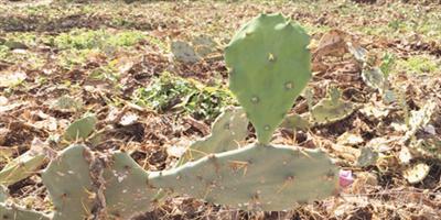 «البيئة» تنجح في المكافحة الحيوية للتين الشوكي البري بنسبة تجاوزت 90 % في جازان 