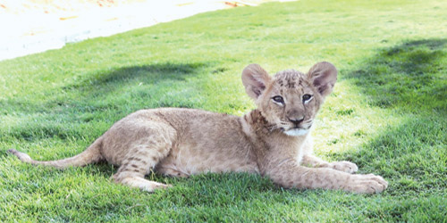 حديقة حيوان الرياض تشهد ولادة 5 أشبال 